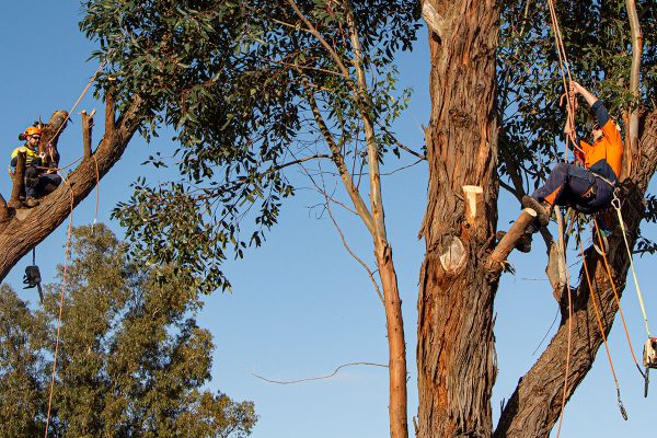 Full Service Tree Removal and Trimming Options from King Tree Services