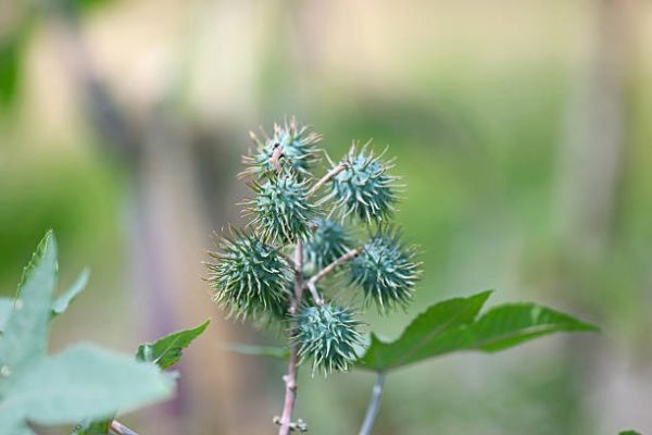 Organic Skin Products That Deliver Visible Results