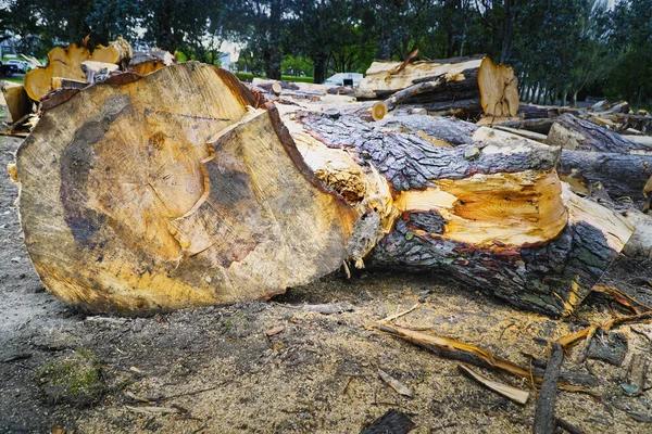Tree Care Enterprises-Lake Geneva Reliable Tree Removal Experts
