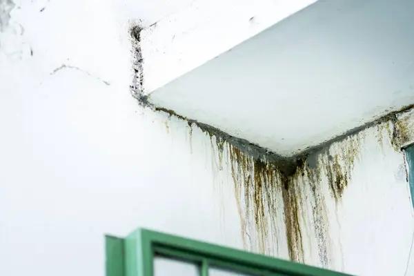 Certified Henrico Mold Remediation Service for Mold Damage Solutions