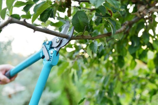 Top-Rated Tree Removal Near Me for Safe Hazardous Tree Removal