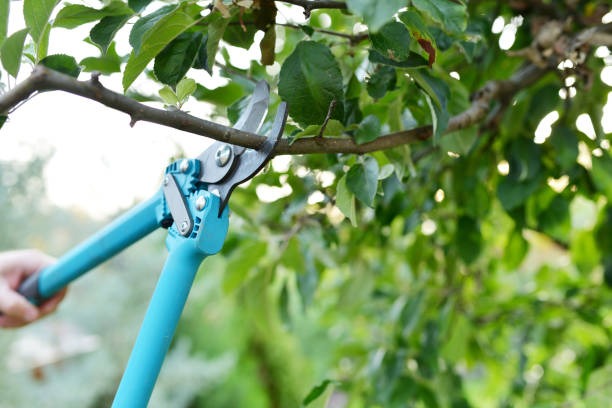 Top-Rated Tree Removal Near Me for Safe Hazardous Tree Removal