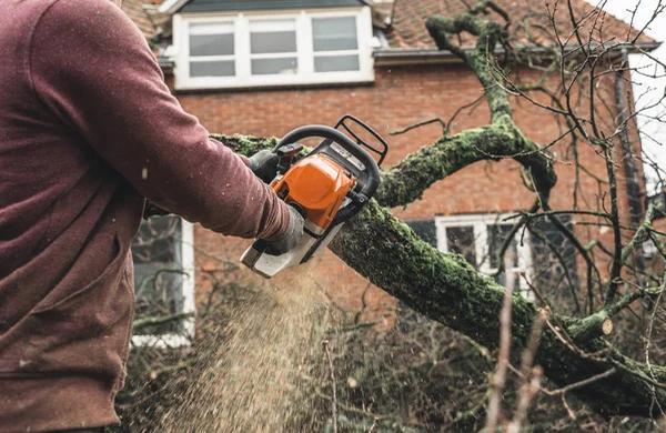 Trusted Emergency Tree Care in Springfield for Fallen Trees