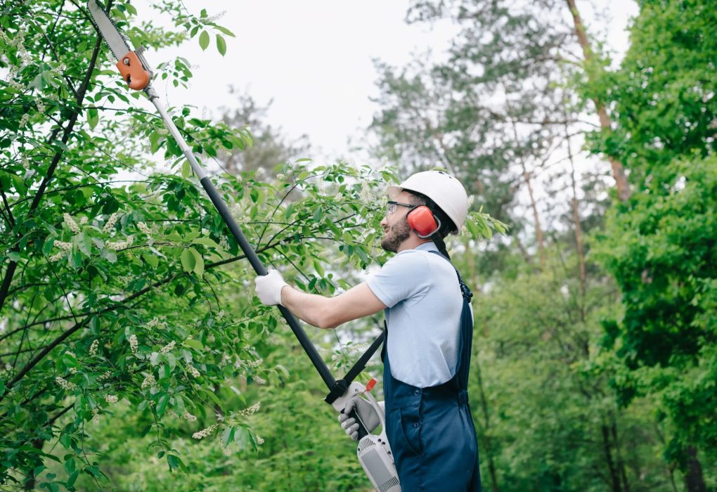 Trusted Local Services from Heald green tree surgeon You Can Rely On