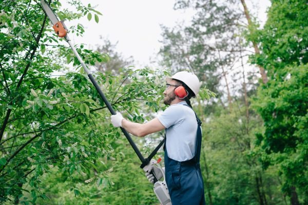 Trusted Local Services from Heald green tree surgeon You Can Rely On