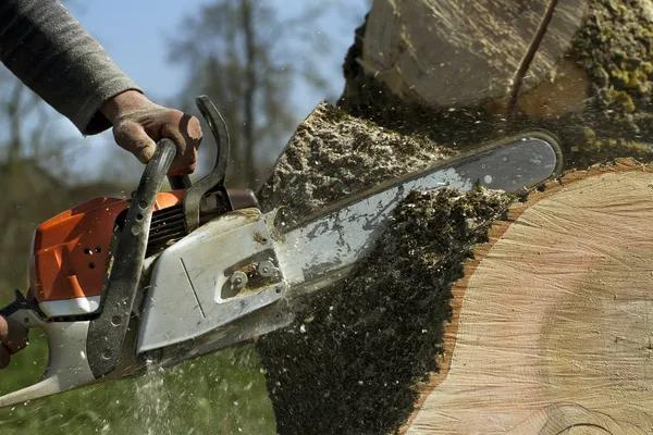 Reliable Tree Removal Company Near Me