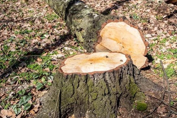 Local Experts Providing Quality tree service South Lake Tahoe