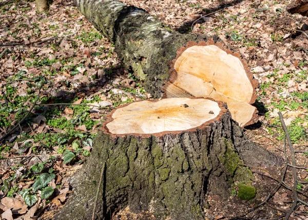 Local Experts Providing Quality tree service South Lake Tahoe